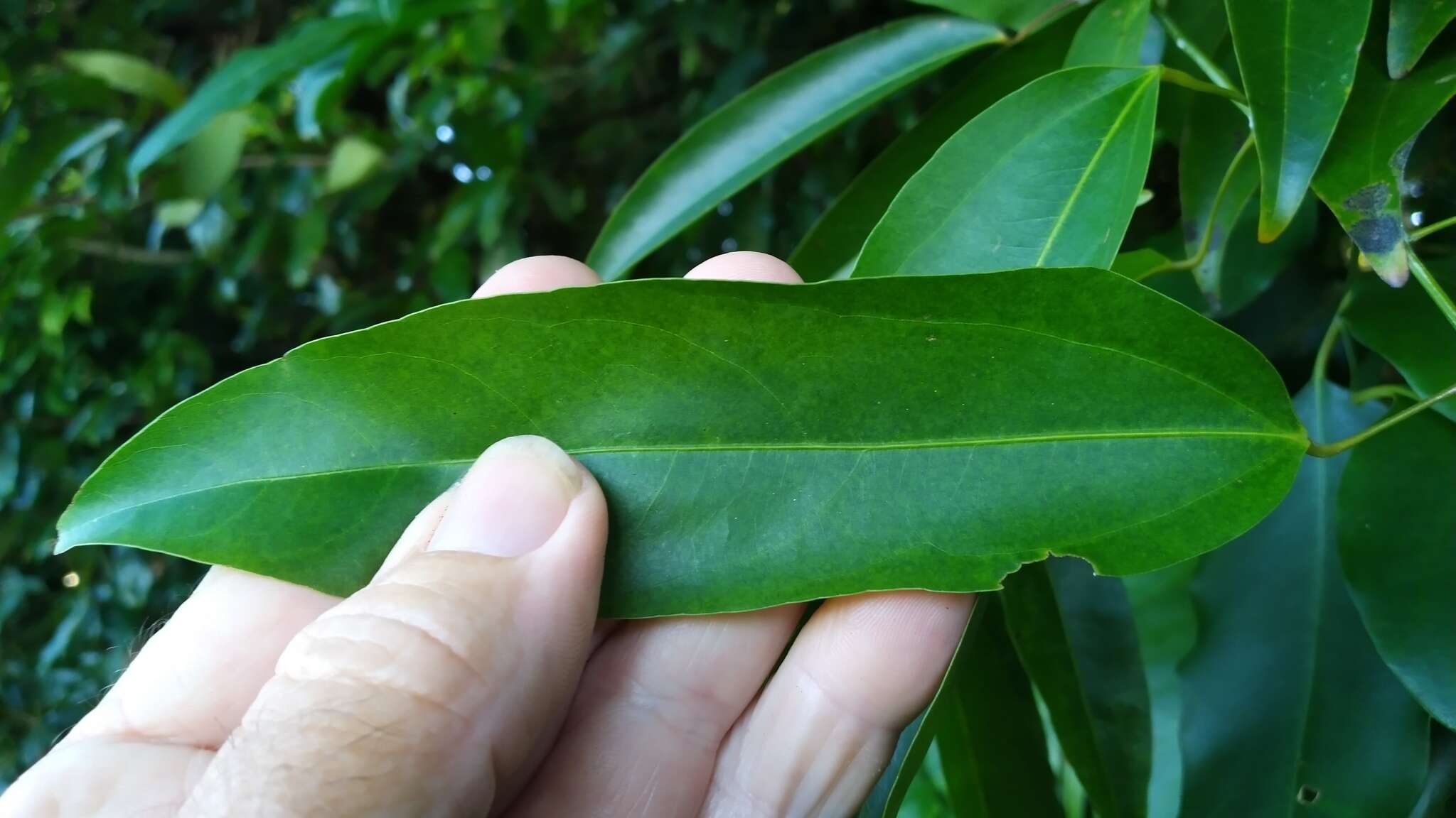 Image of Hypserpa laurina (F. Müll.) Diels