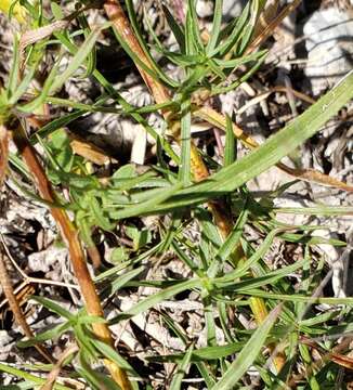 Image of Symphyotrichum kentuckiense