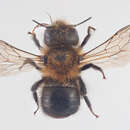 Image of Osmia nigriventris (Zetterstedt 1838)