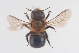 Image of Osmia nigriventris (Zetterstedt 1838)