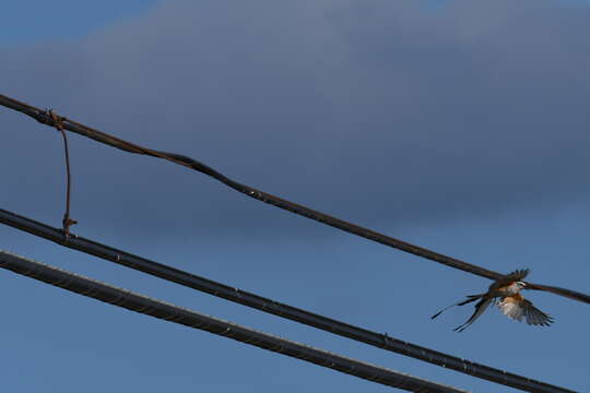 Image of Scissor-tailed Flycatcher