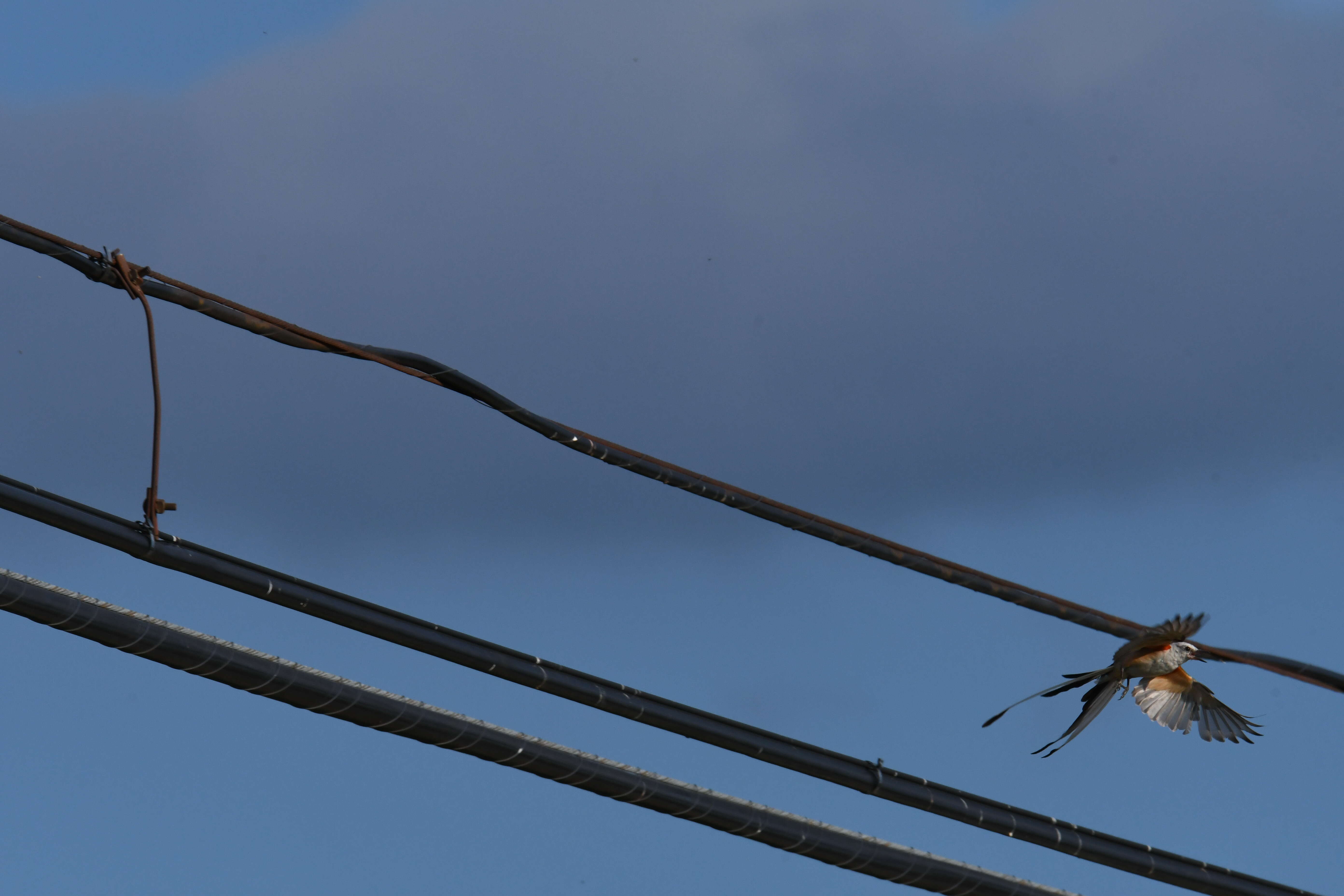 Image of Scissor-tailed Flycatcher