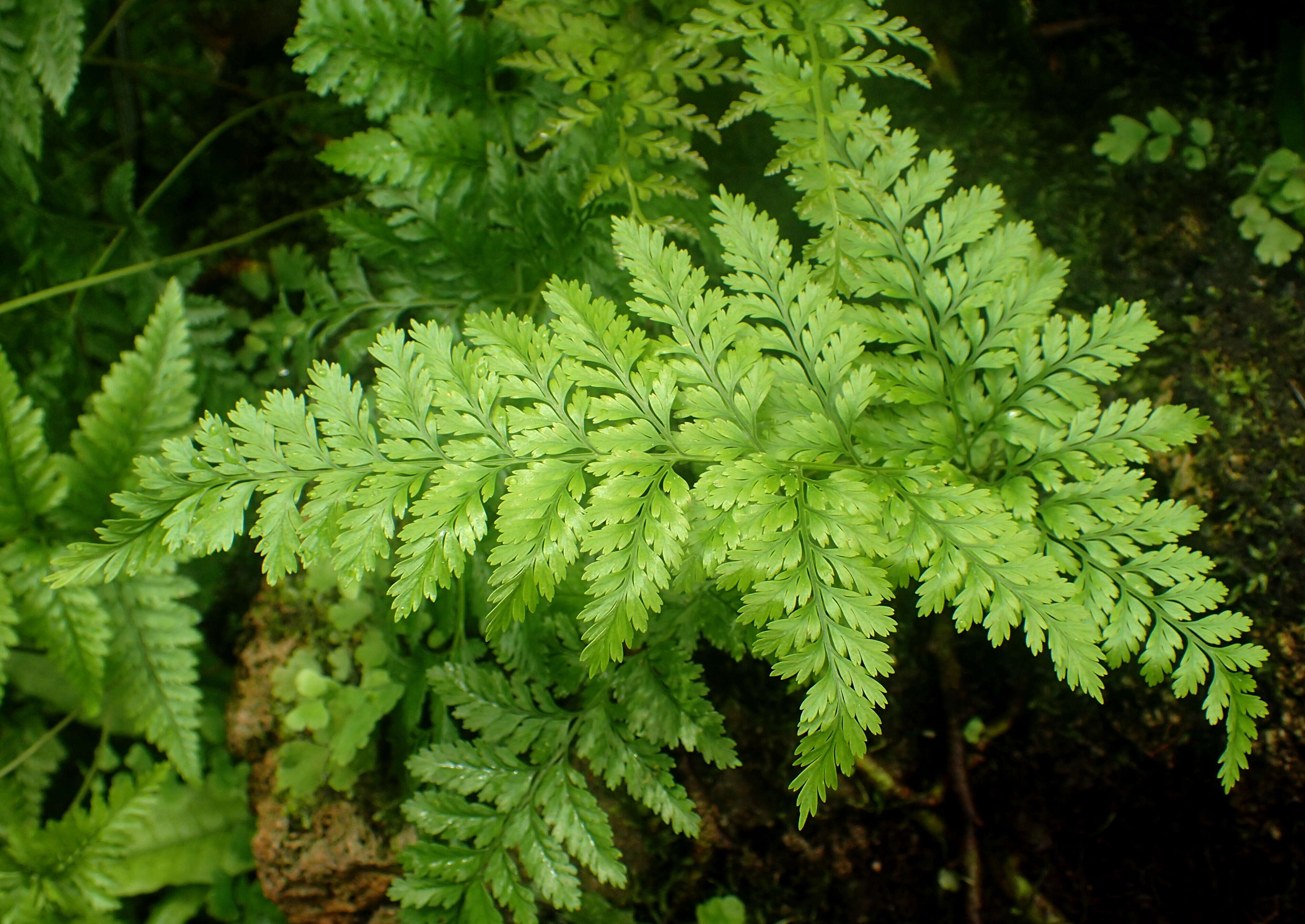 Image of black rabbitsfoot fern