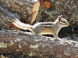 Image of Siberian Chipmunk