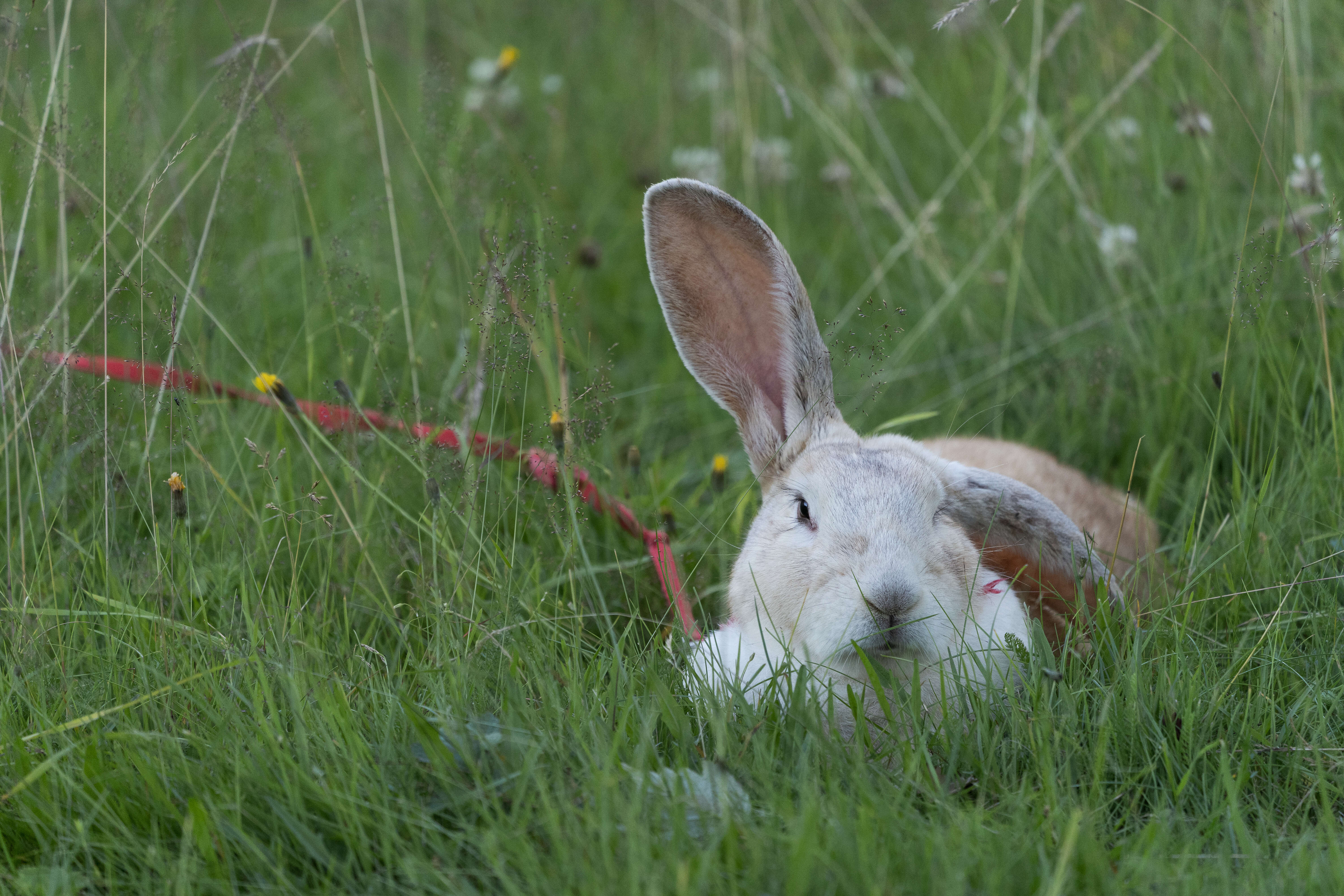 Image of Oryctolagus cuniculus domesticus