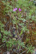 Image of Tuberous Cranesbill