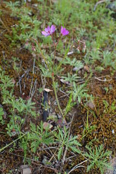 Image of Tuberous Cranesbill