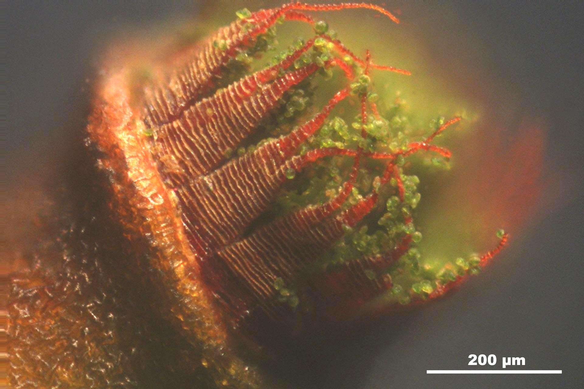 Image of fissidens moss