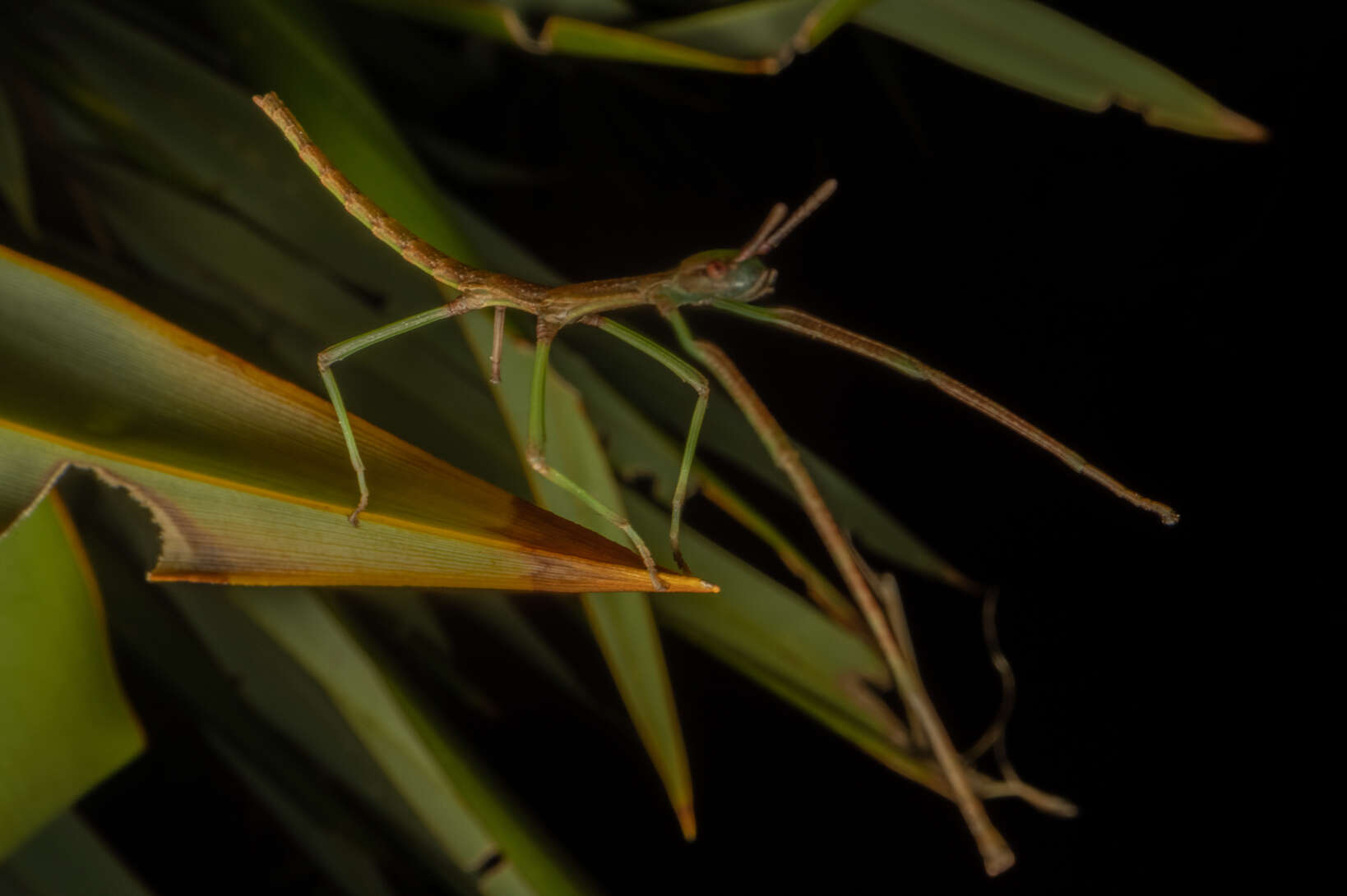 Image of Clitarchus rakauwhakanekeneke Buckley, Myers & Bradler 2014