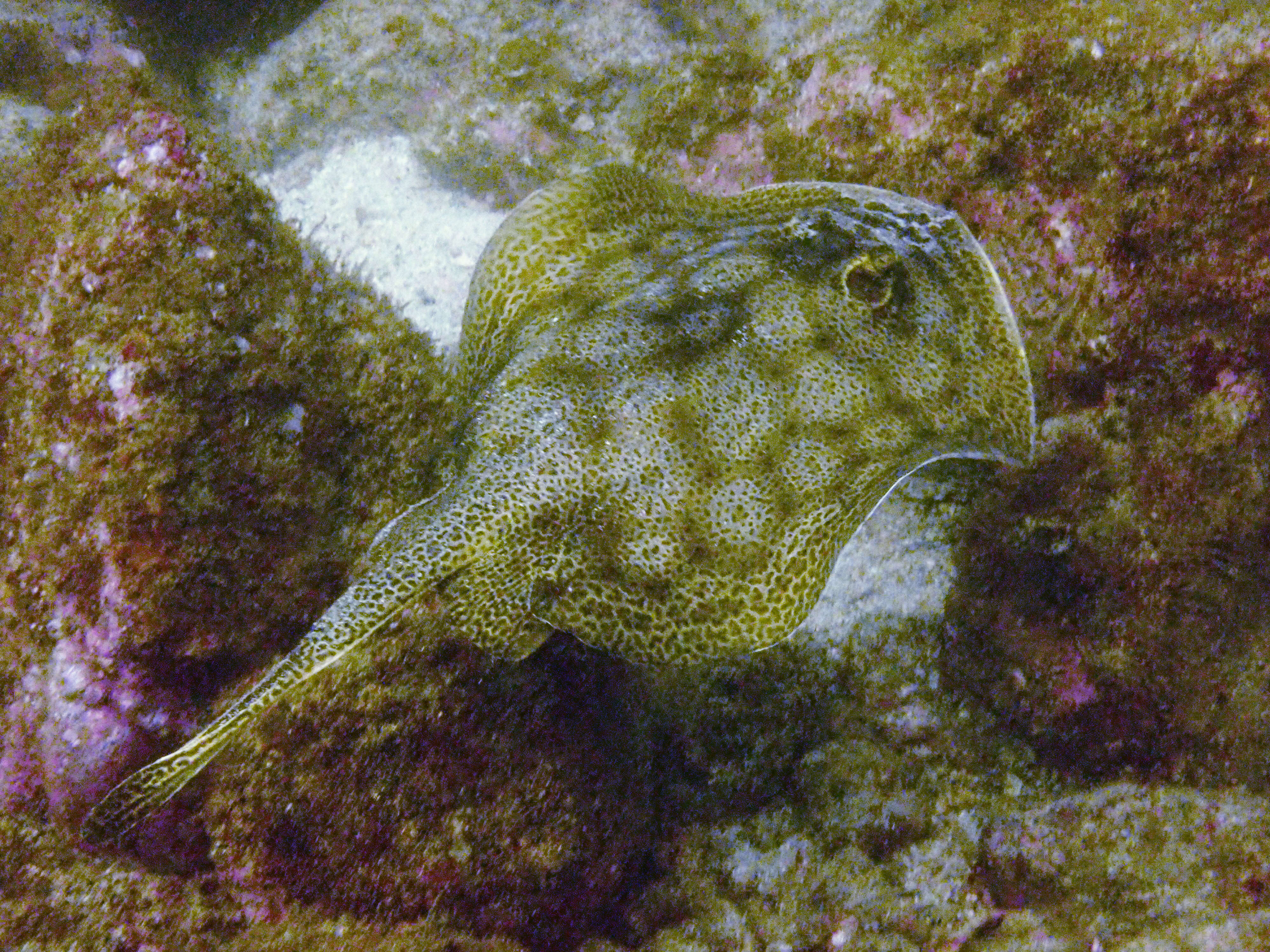 Image of Central American round stingray