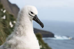 Image de Albatros de Carter