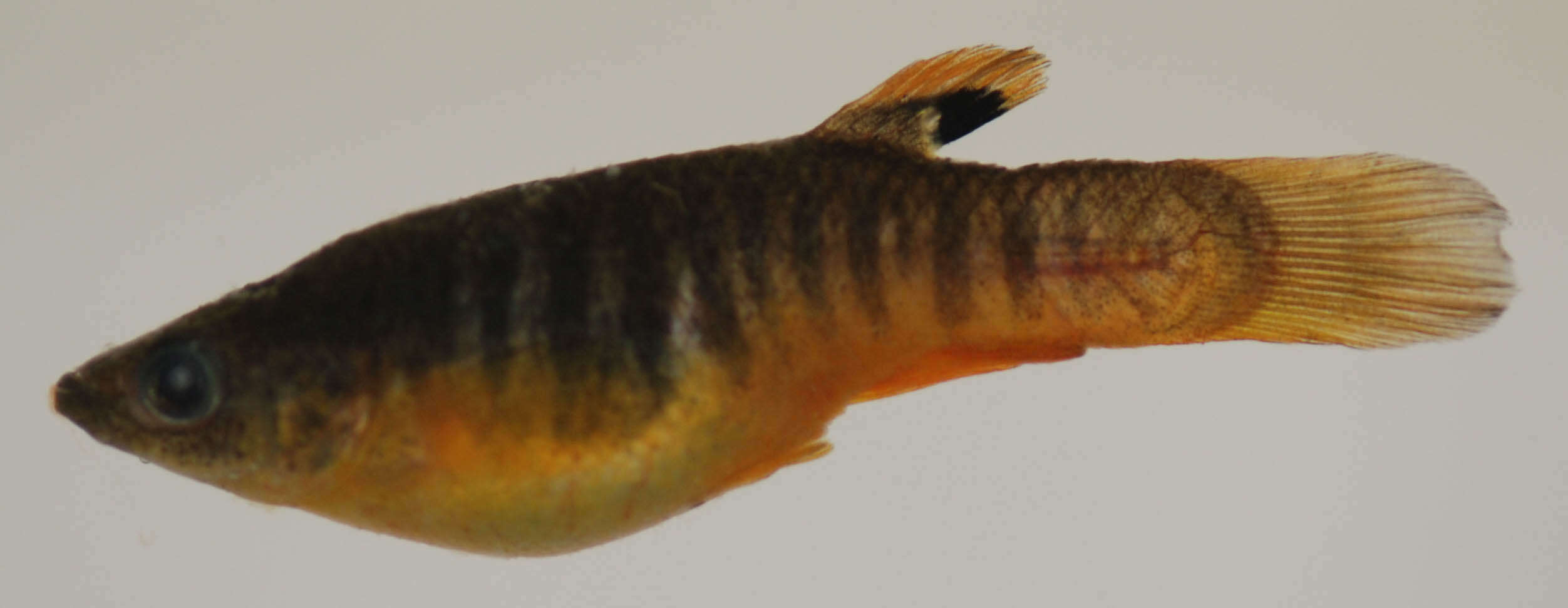 Image of Spotfin Killifish