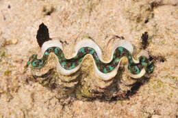 Image de Tridacna squamosa Lamarck 1819