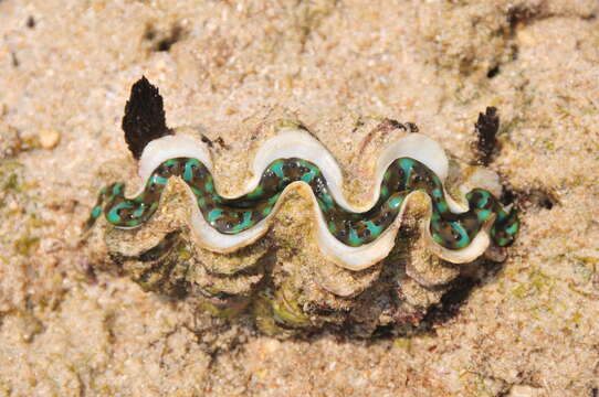 Image of Fluted Clam