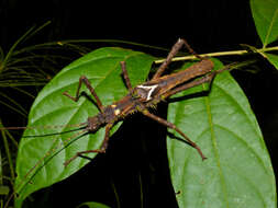 Image of Haaniella saussurei Kirby 1904