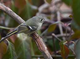 Image of goldcrests and kinglets