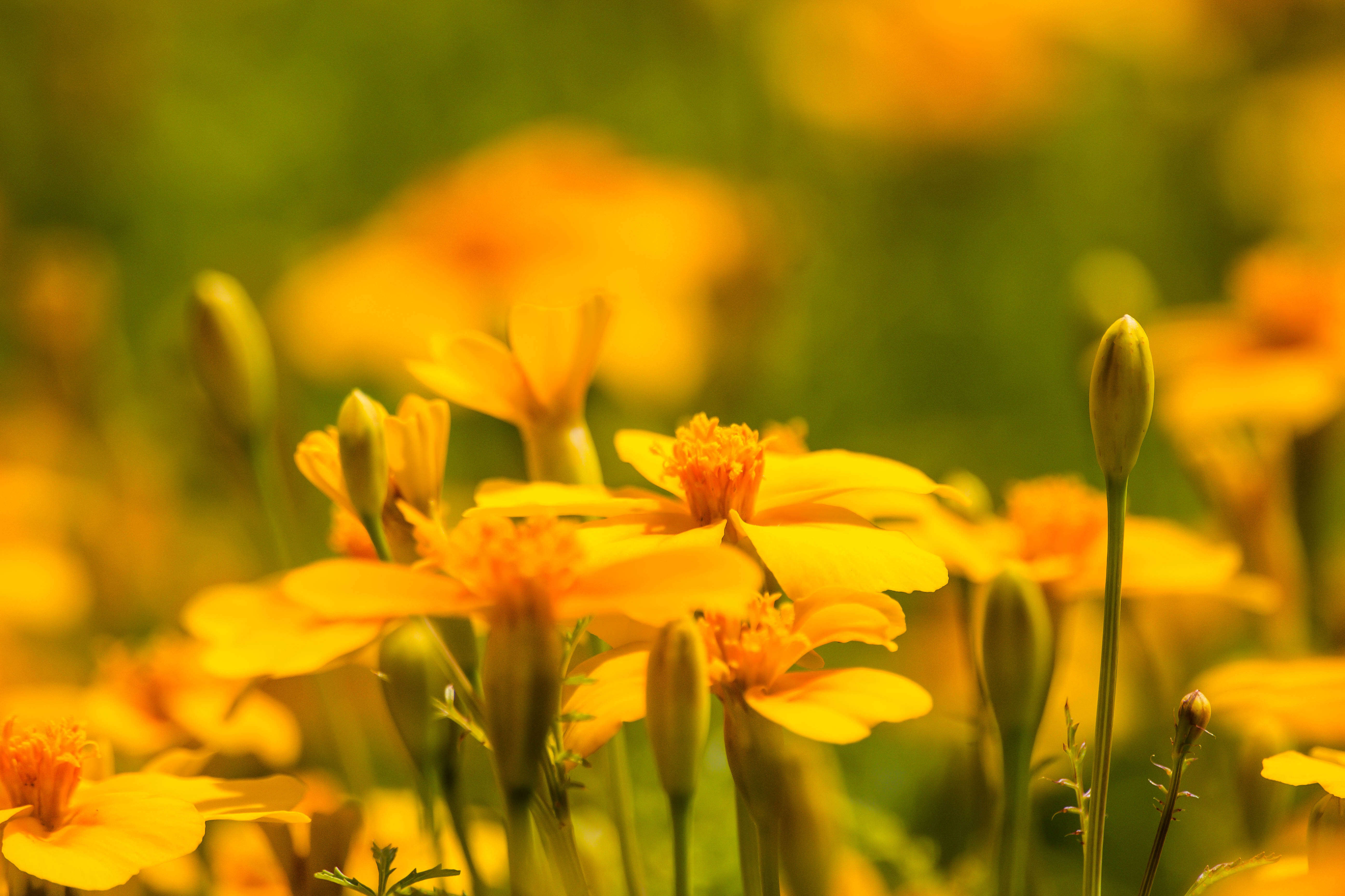 Tagetes tenuifolia Cav. resmi