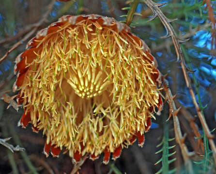 Image of Banksia proteoides (Lindl.) A. R. Mast & K. R. Thiele