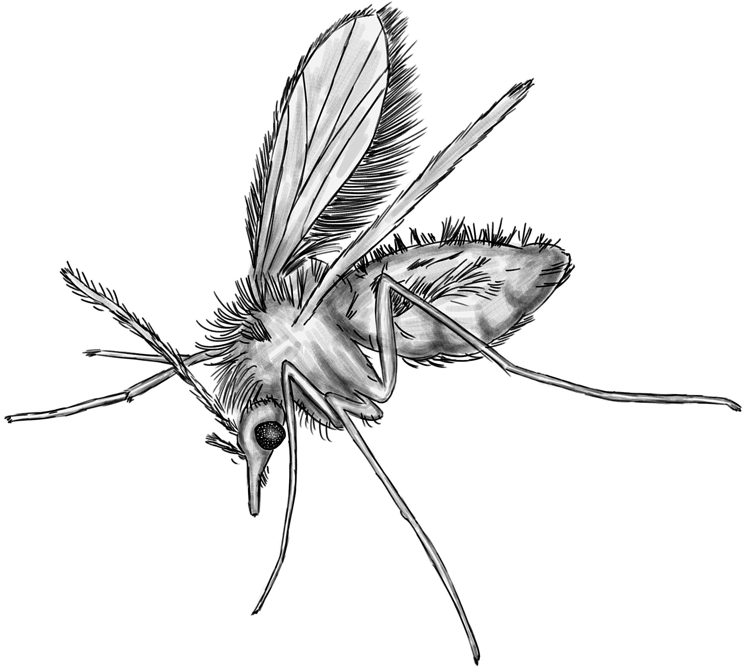 Image of Phlebotomus papatasi (Scopoli 1786)