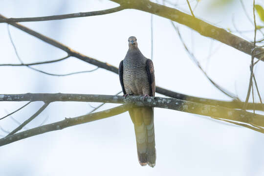 Image of Barred Cuckoo Dove