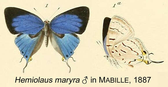 Image of Hemiolaus maryra