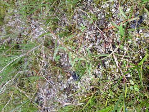 Image of Marsh Speedwell