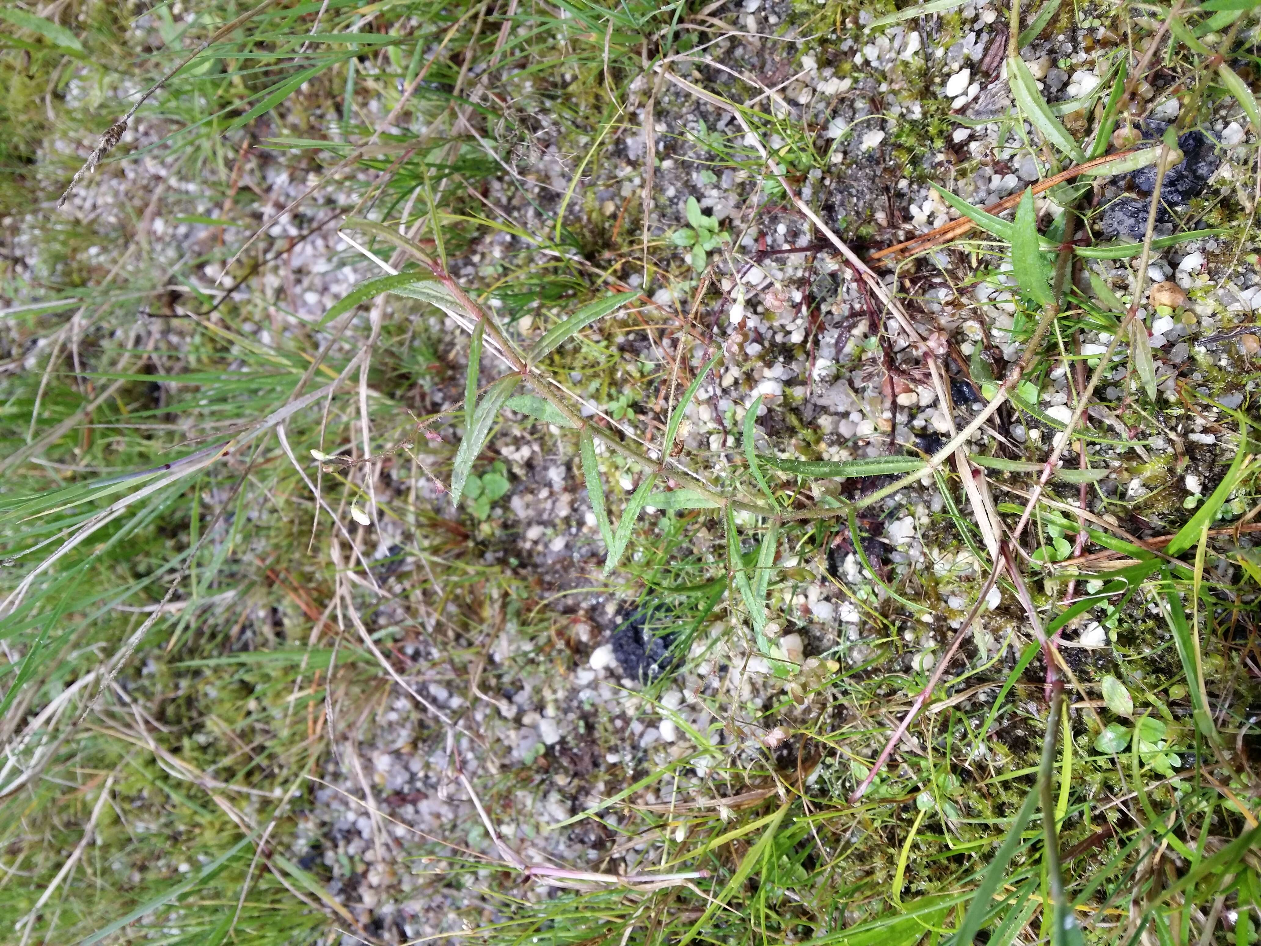 Image of Marsh Speedwell