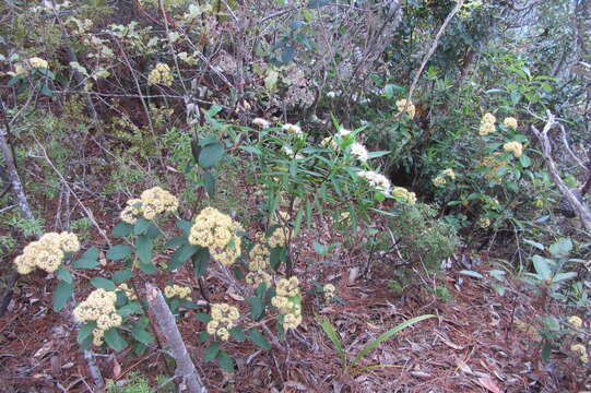 Image of long-leaved pimelea