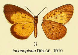 Image of Pentila inconspicua Druce 1910