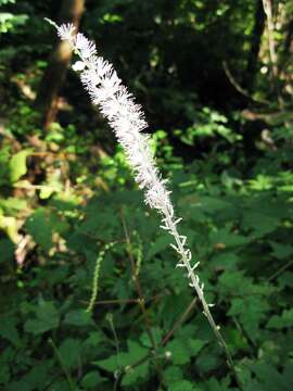 Image of Actaea japonica C. P. Thunberg ex A. Murray