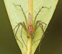 Image of Oxyopes macilentus L. Koch 1878