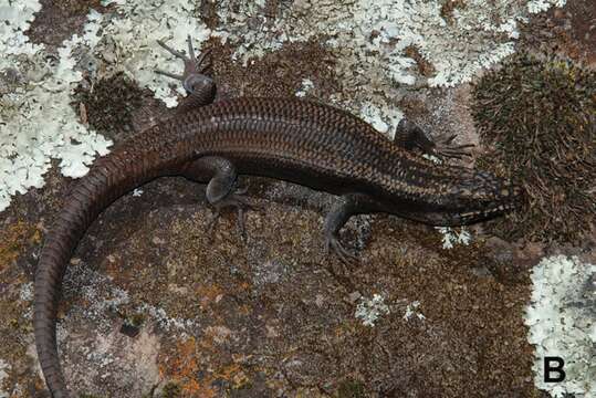 Image of Egernia roomi