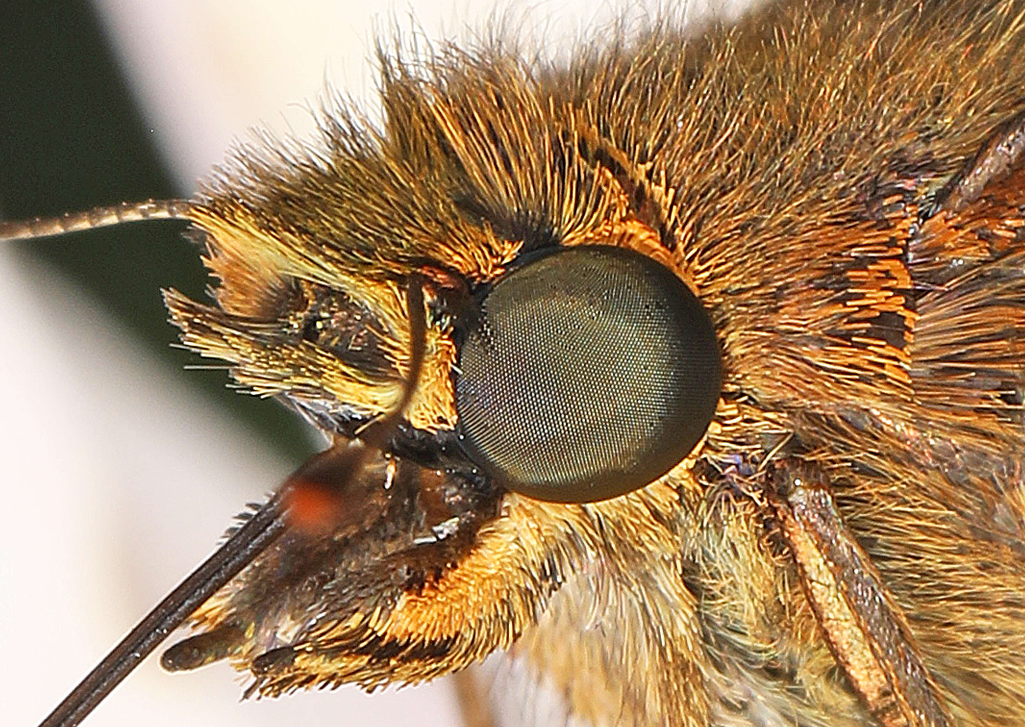 Image of Long-windged Skipper