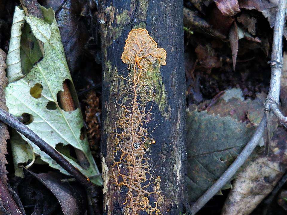 Image of Egg-shell Slime Mould