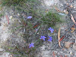 Image of Scaevola ramosissima (Smith) K. Krause