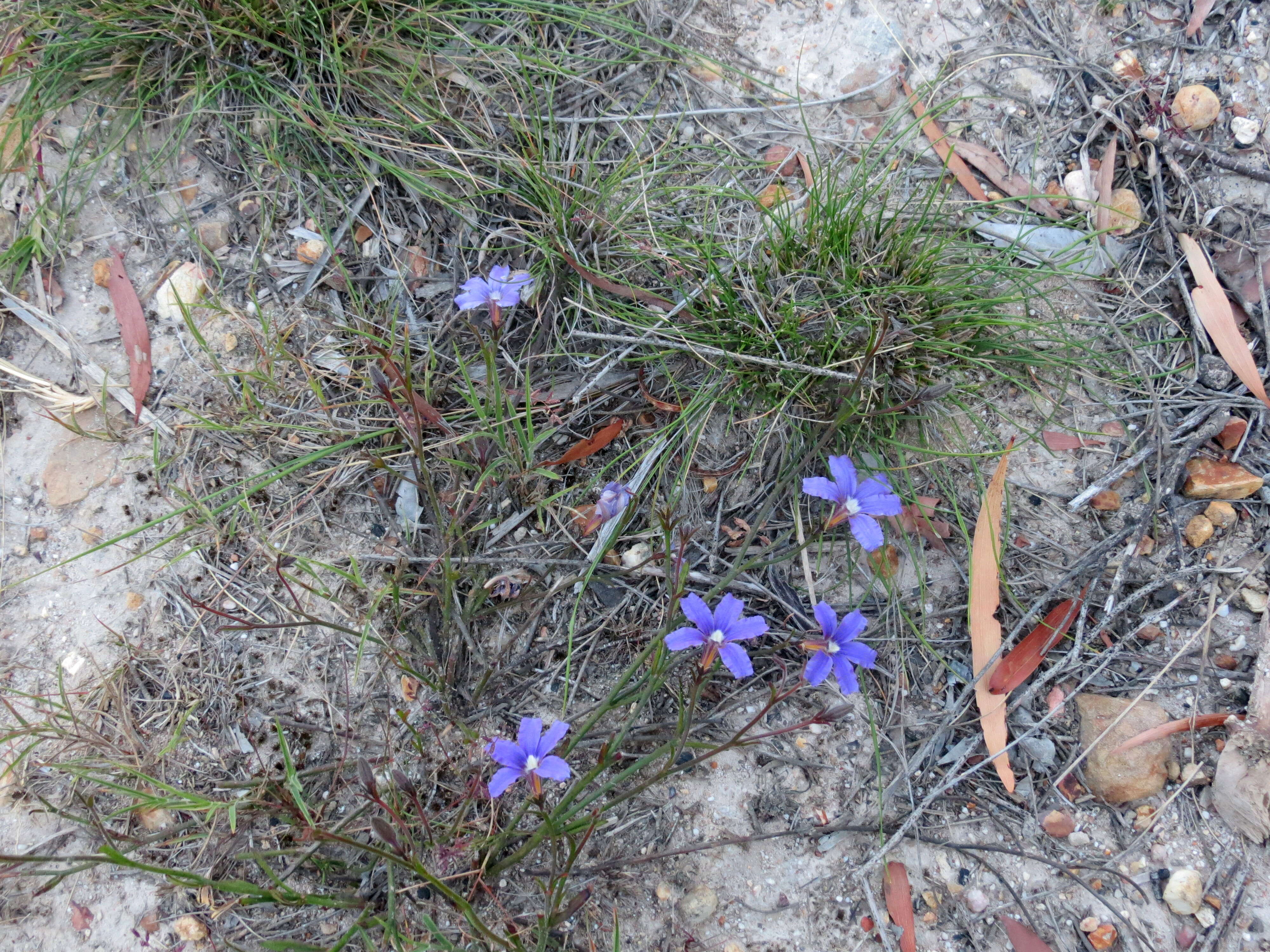 Image of Scaevola ramosissima (Smith) K. Krause