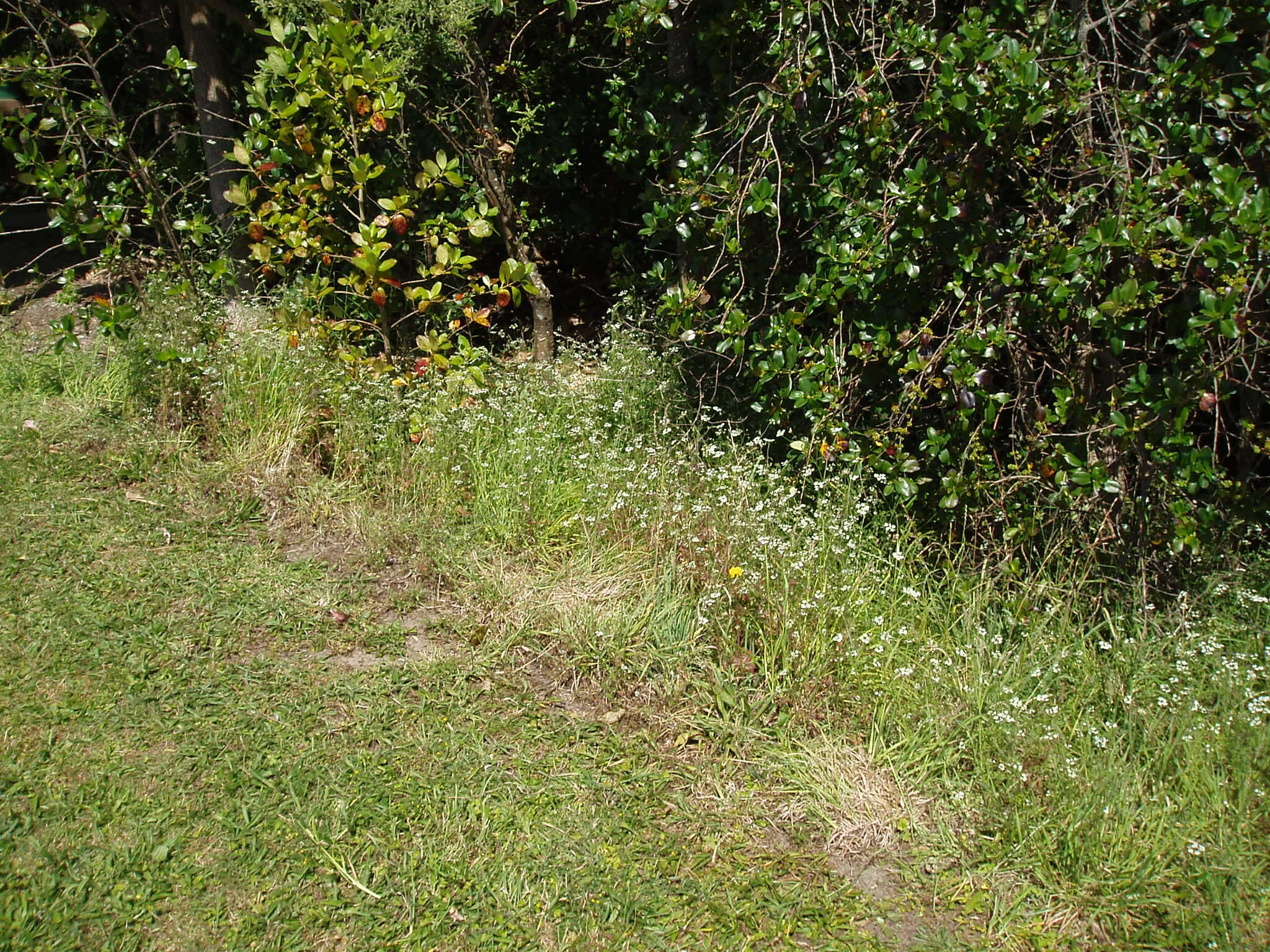 Image of spreading hedgeparsley