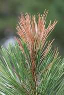 Image of Red Pine Shoot Moth