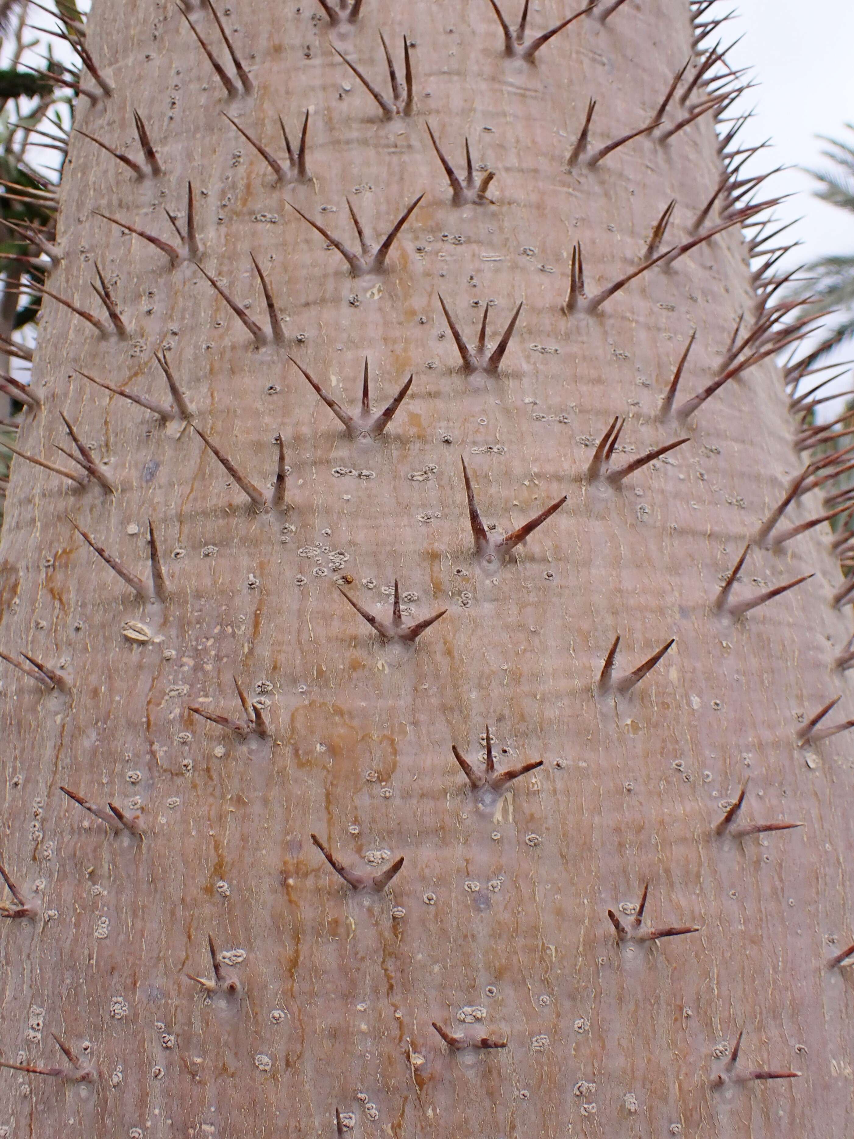 Image of Pachypodium geayi Costantin & Bois