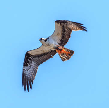 Image of ospreys