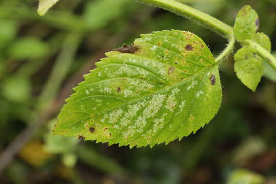 Image of Water Mint