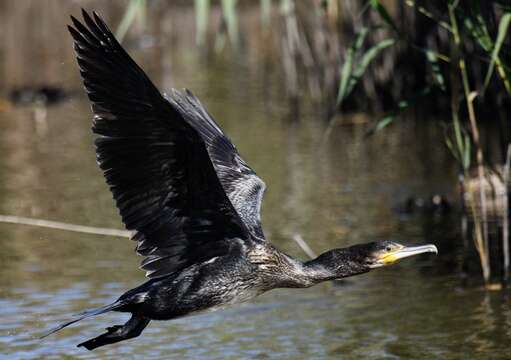 Image of Black Shag