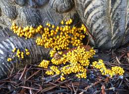 Image of Egg-shell Slime Mould