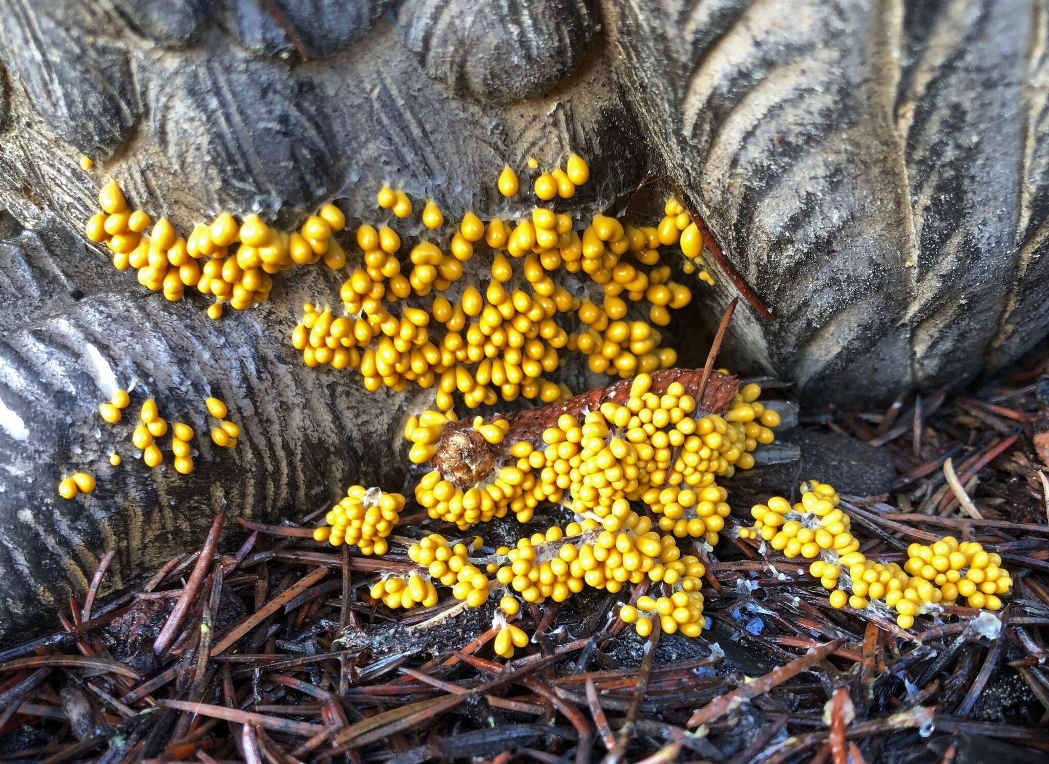 Image of Egg-shell Slime Mould