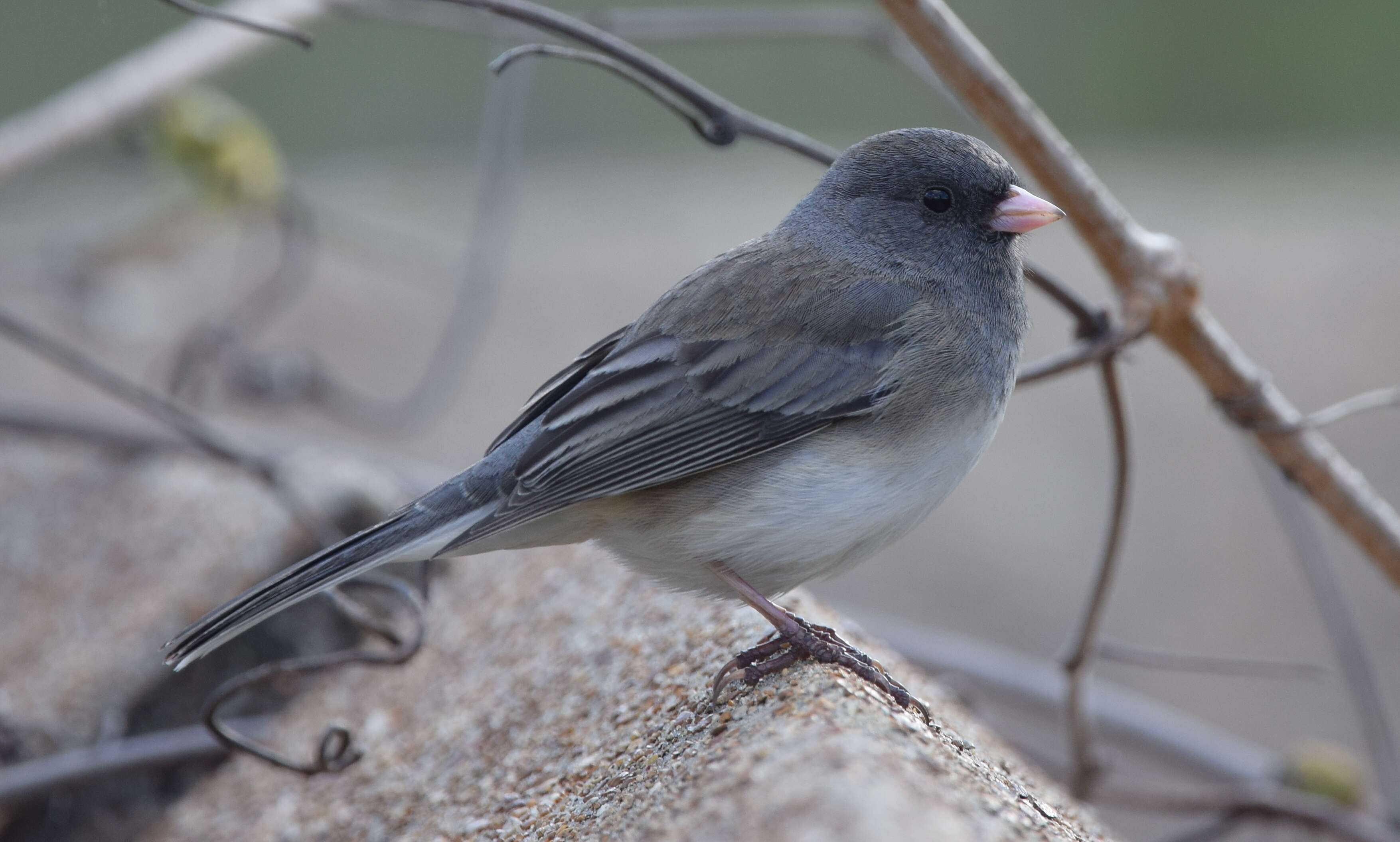 Image of juncos