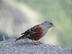 Image of Alpine Accentor