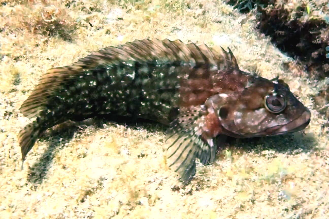 Image of Hairy Blenny