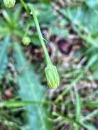 Image of Hairy Cat's-Ear