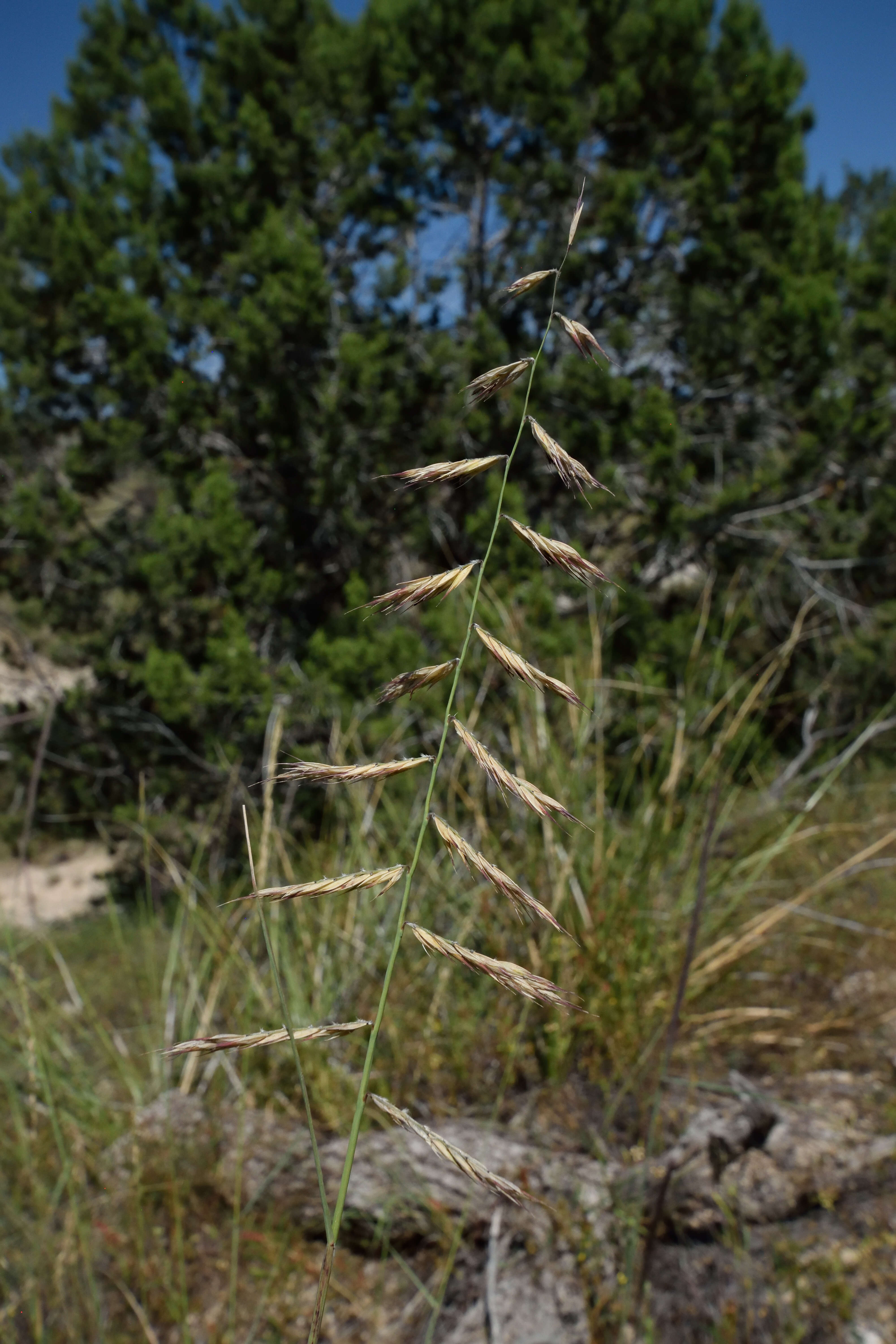 Слика од Bouteloua radicosa (E. Fourn.) Griffiths