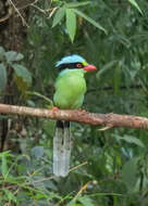 Image of Common Green Magpie